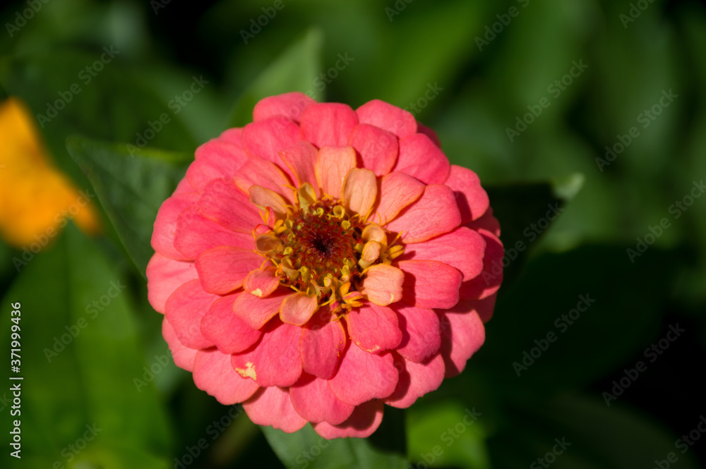 Obraz premium zinnia flower in the garden background