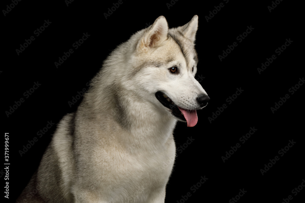 Portrait of Siberian Husky Dog with Blue eyes on Isolated Black Background, Profile view