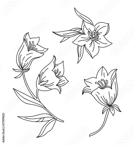 Line art vector set of bell flower