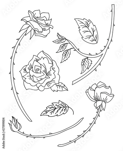 Line art vector set of roses flowers