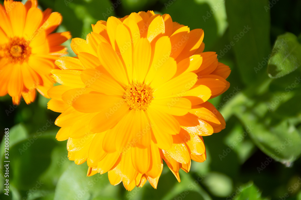 yellow calendula flowers on green background yellow calendula flowers on green background