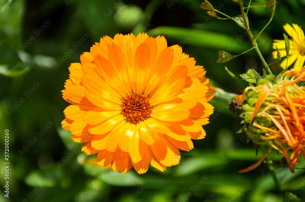 yellow calendula flowers on green background yellow calendula flowers on green background