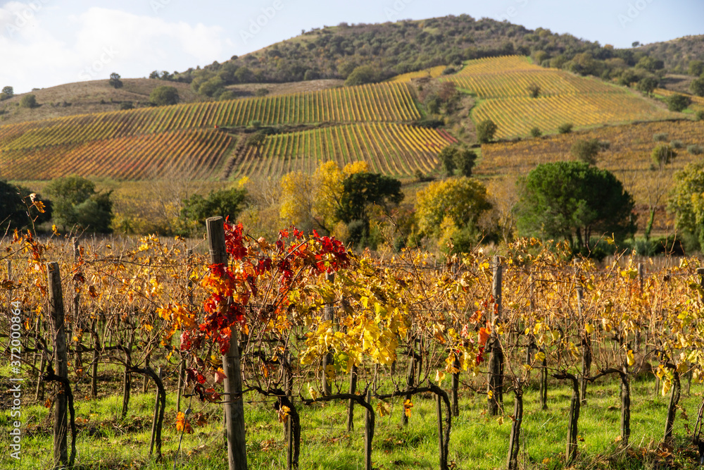 Italy Grosseto maremma Scansano, cultivation of Morellino di Scansano vine, autumn colors.