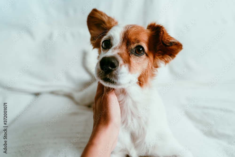 woman hand touching a cute relaxed jack russell dog lying on sofa, resting and relaxing. Pets indoors woman hand touching a cute relaxed jack russell dog lying on sofa, resting and relaxing. Pets indoors