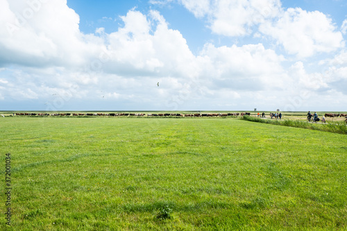 Eine Herde Kühe auf der Insel Terschelling wird zum melken von der Weide getrieben