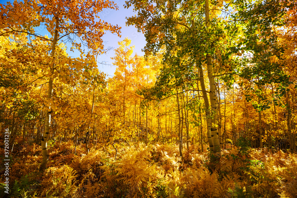 Obraz premium Autumn forest