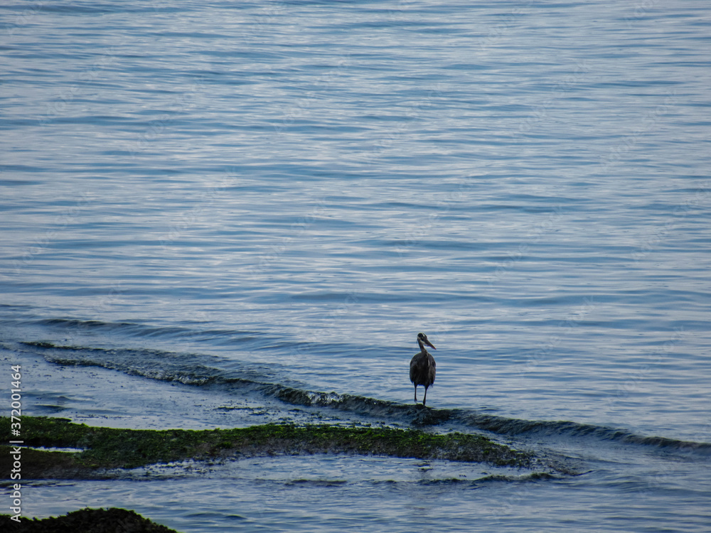 A great blue heron standing on the sea near Stanley Park in Vancouver. A great blue heron standing on the sea near Stanley Park in Vancouver.