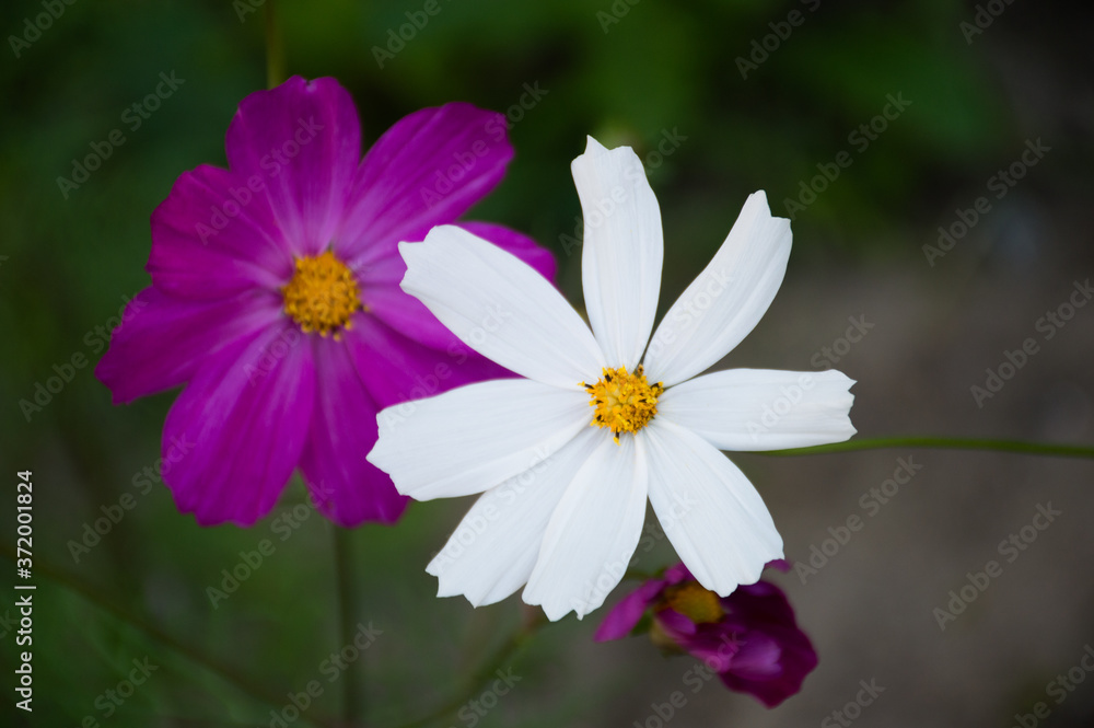 white and purple cosmic flower on green background white and purple cosmic flower on green background