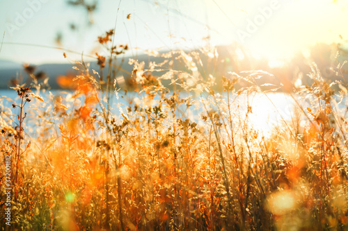 Autumn meadow