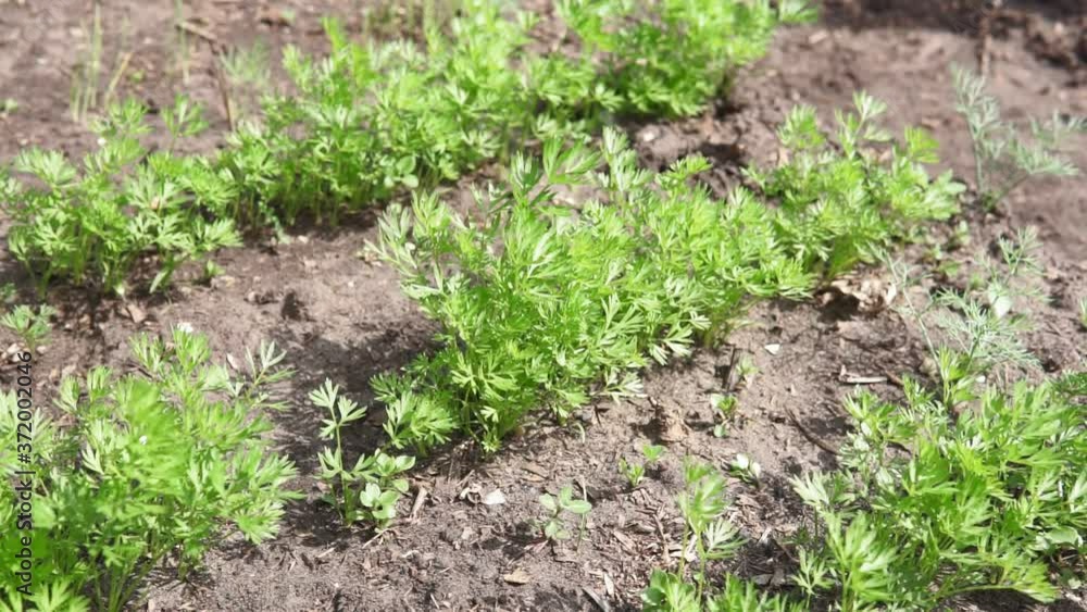 Carrot plant growing in earth, organic farming, rows in the field, closeup Carrot plant growing in earth, organic farming, rows in the field, closeup