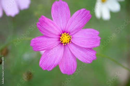 white and purple cosmic flower on green background