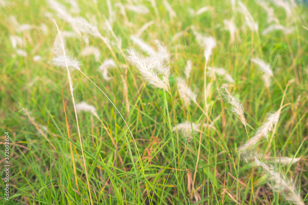Natural background with white grass flowers in summer Natural background with white grass flowers in summer