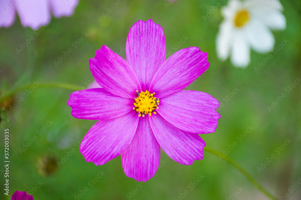 white and purple cosmic flower on green background white and purple cosmic flower on green background
