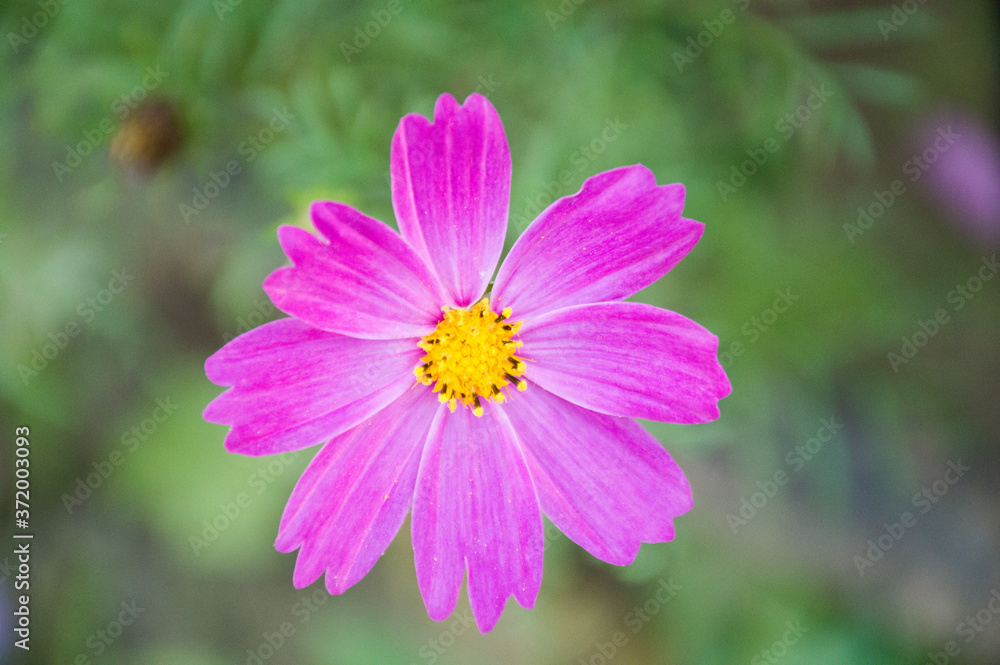 white and purple cosmic flower on green background white and purple cosmic flower on green background