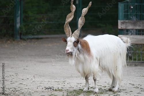 a markhor male goat in a farm