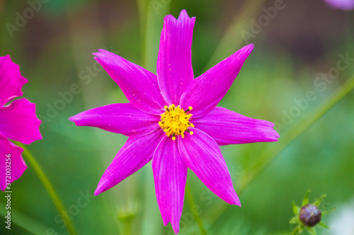 white and purple cosmic flower on green background