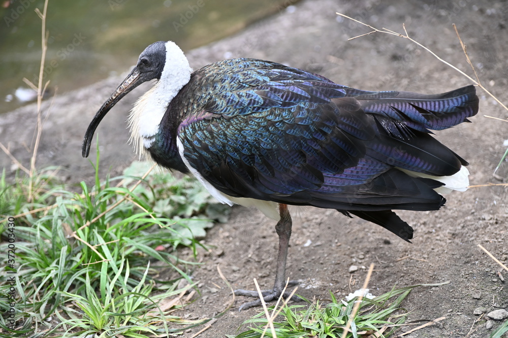 Obraz premium a glossy ibis standing near a pond