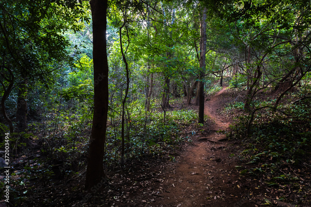 Naklejka premium Forests of Dholkal, district Dantewada, Chhattisgarh, India