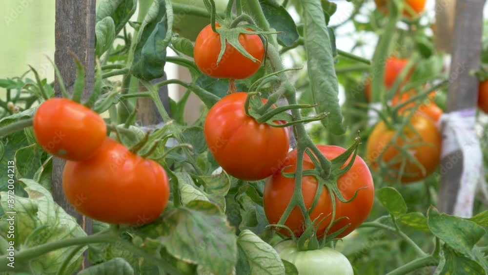Mellow tomatoes in the greenhouse. Mellow tomatoes in the greenhouse.