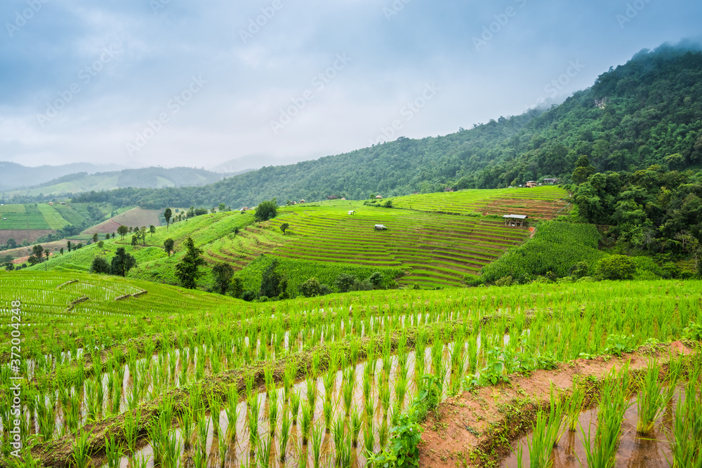 Paddy Rice Field Plantation Landscape with Mountain View Background