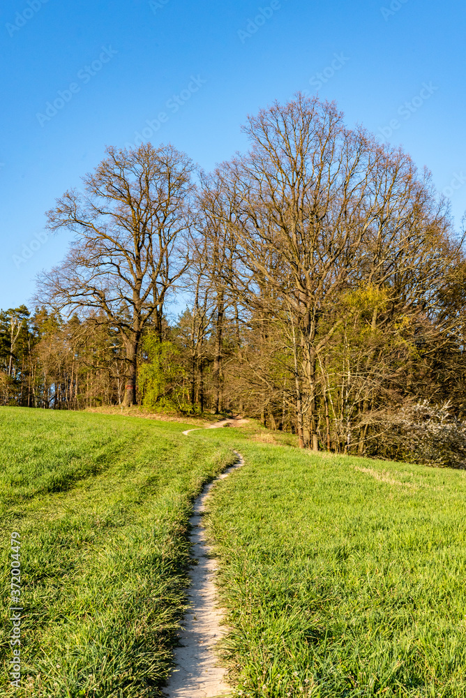 Fototapeta premium Narrow footpath in leading to forest through lush green springtime meadow
