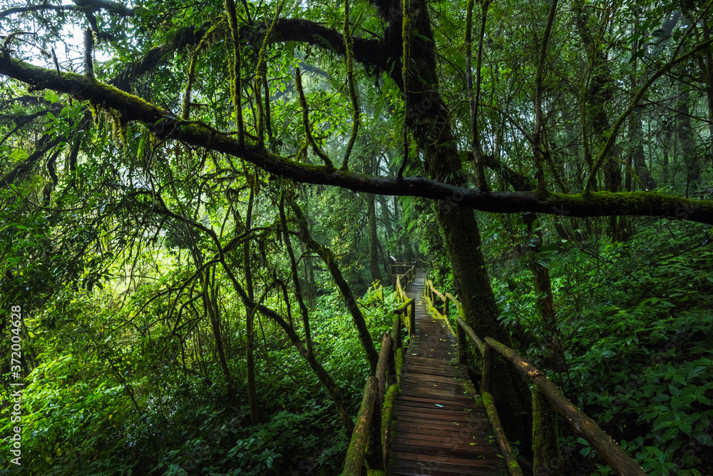 Wooden bridge walkway in to the rain forest Wooden bridge walkway in to the rain forest