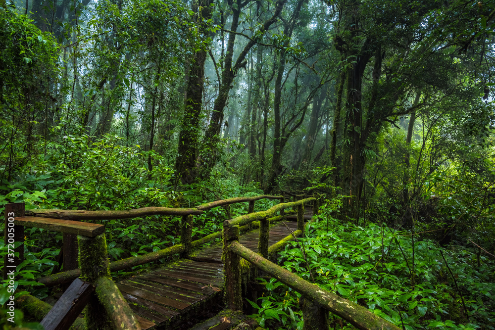 Wooden bridge walkway in to the rain forest Wooden bridge walkway in to the rain forest