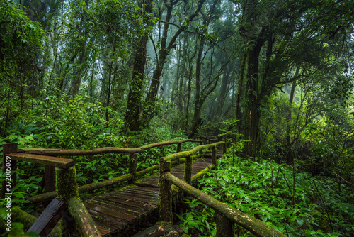 Wooden bridge walkway in to the rain forest