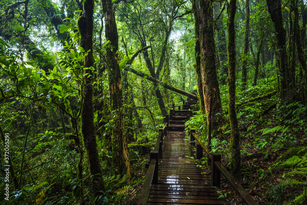 Obraz premium Wooden bridge walkway in to the rain forest