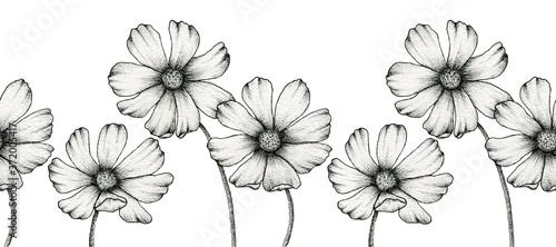 cosmos flowers seamless border, hand drawn line art floral illustration, vintage floral textile design, monochrome wildflowers background © IBeart