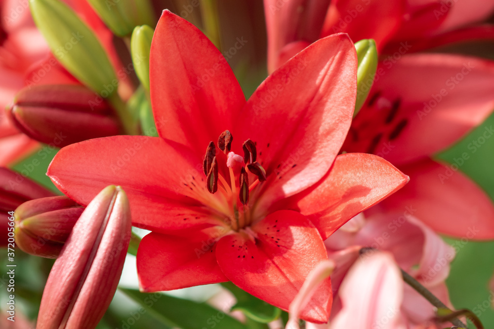 garden Lily flower close up