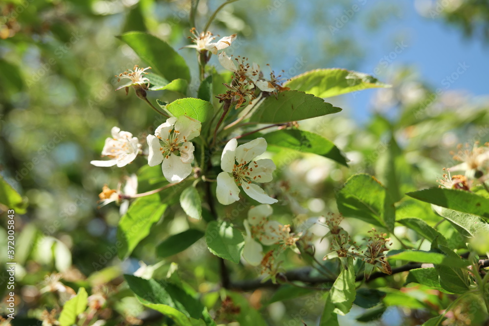 bee on apple bee on apple