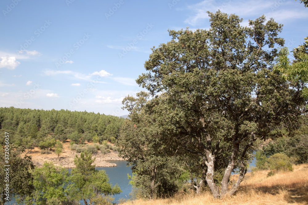 Tree at Lozoya River; Buitrago; Madrid