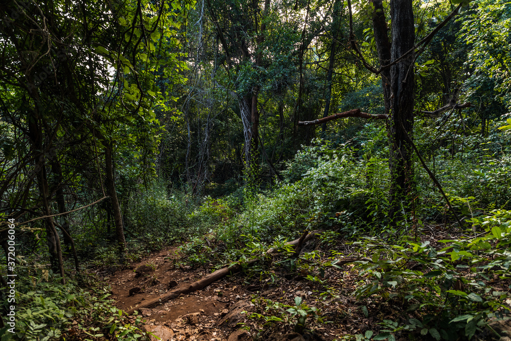 Forests of Dholkal, district Dantewada, Chhattisgarh, India Forests of Dholkal, district Dantewada, Chhattisgarh, India