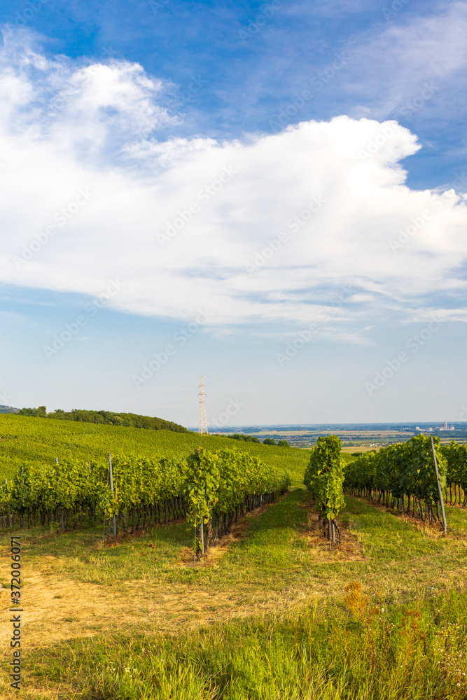 Vineyards near Villany, Baranya, Southern Hungary