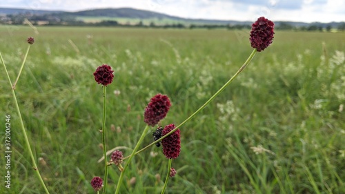 Great Burnet Plant Wildly Growing on the Field. Close-up. Sanguisorba officinalis