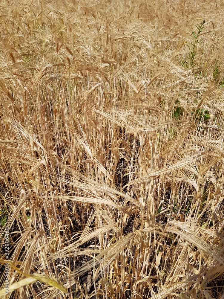 Fototapeta premium Golden ears of wheat in the field