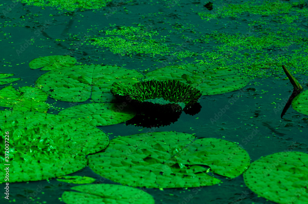 Beautiful Lotus green leaf in the pond. Beautiful Lotus green leaf in the pond.
