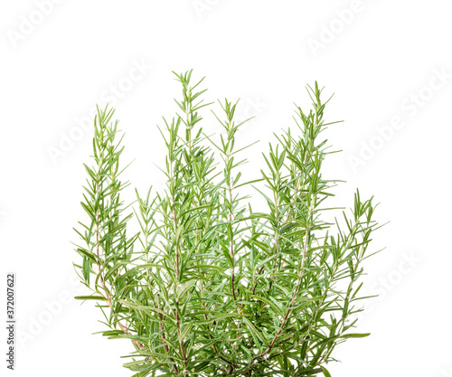 Fresh Rosemary shrub, Salvia rosmarinus leaves isolated on white background with clipping path 