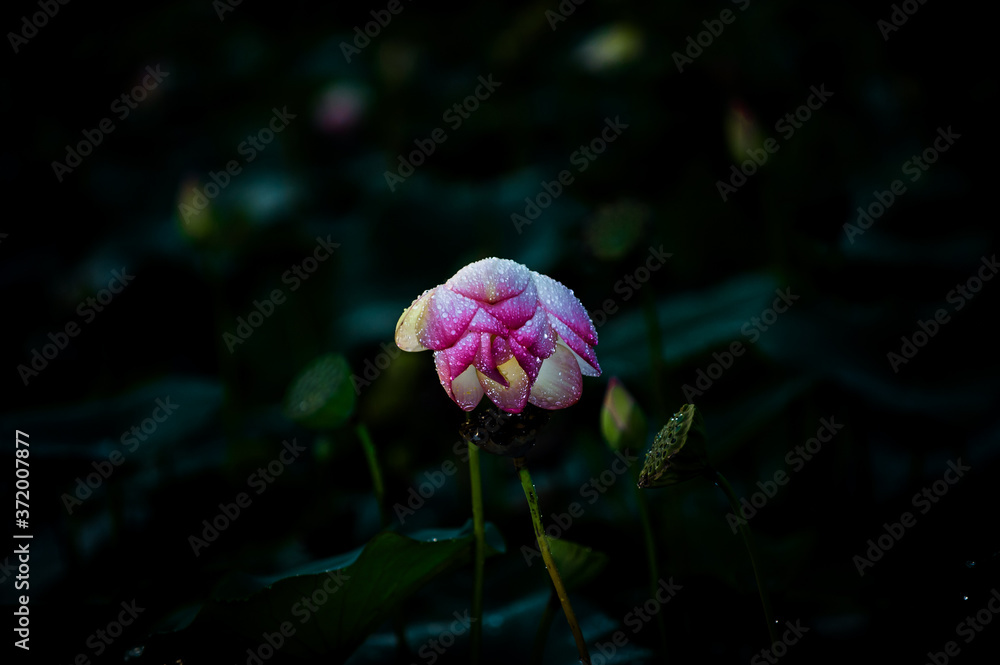 Obraz premium Beautiful Lotus flower between the lotus forest in the pond.C