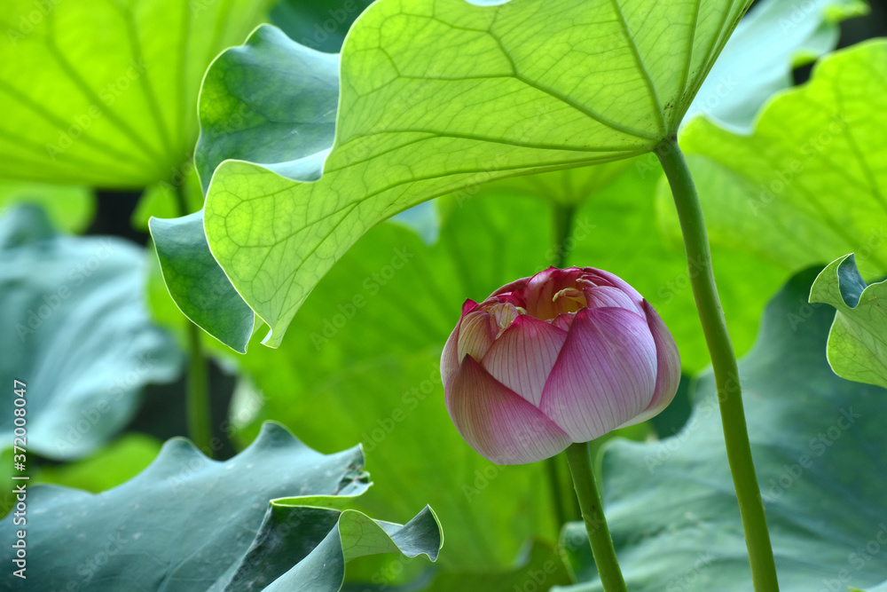 大船フラワーセンターの美しい蓮の花の風景(ハスの品種:花火) 大船フラワーセンターの美しい蓮の花の風景(ハスの品種:花火)