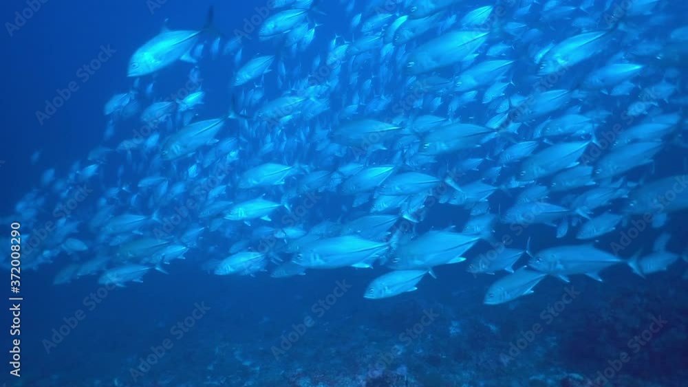 School of tuna tunny fish on the blue background of the sea under water underwater in search of food. Diving in world of colorful beautiful wildlife of corals reefs in Maldives. School of tuna tunny fish on the blue background of the sea under water underwater in search of food. Diving in world of colorful beautiful wildlife of corals reefs in Maldives.