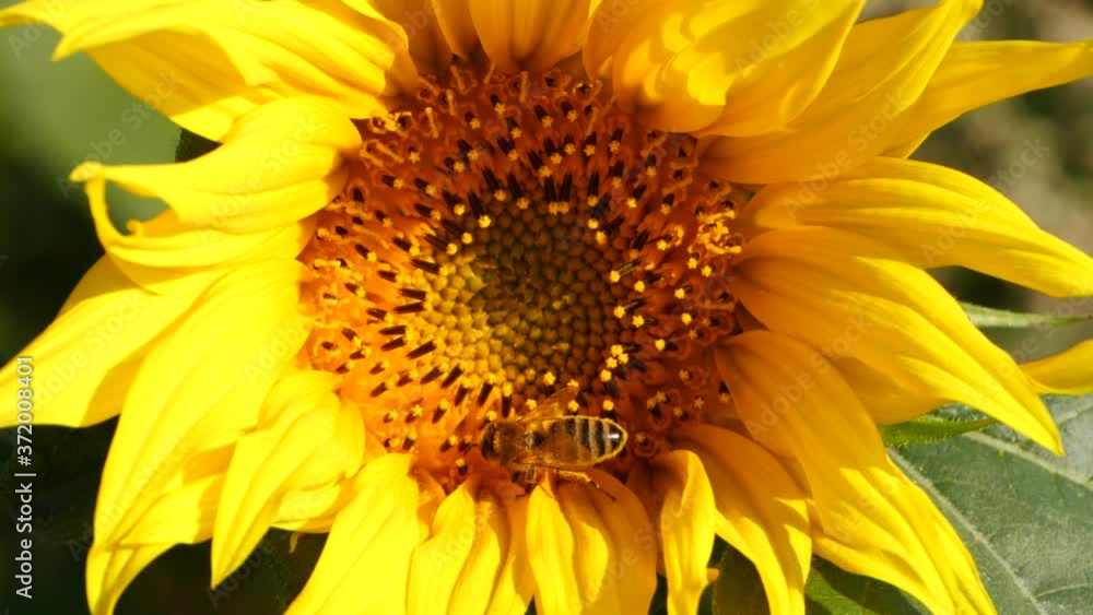 Honey bee covered with pollen, collecting nectar from yellow sunflower, close up view. 