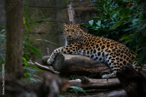 A rare Amur Leopard perched on a log resting.