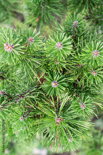green spruce branches close-up
