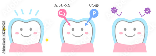 フッ素の効果　歯