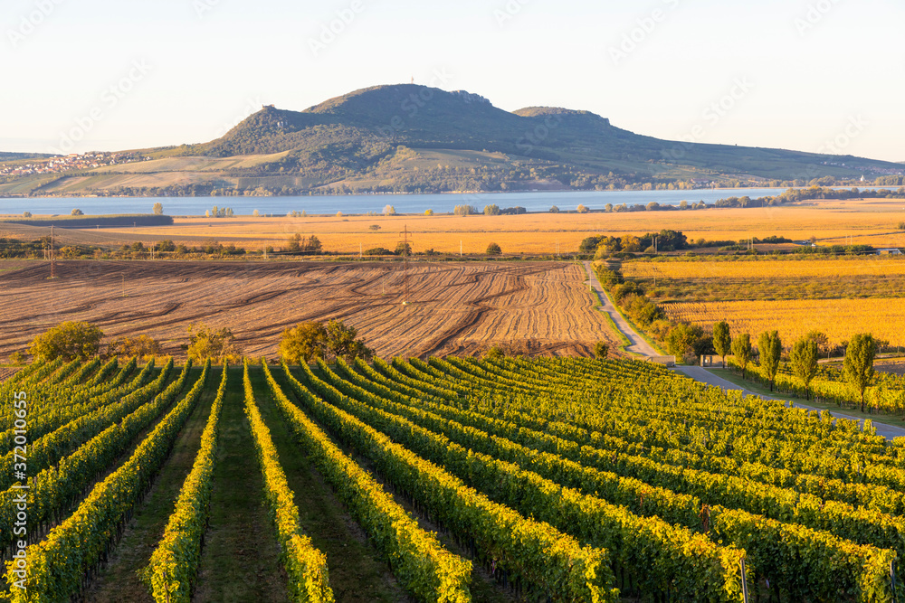Autumn vineyards under Palava near Sonberk, South Moravia, Czech Republic