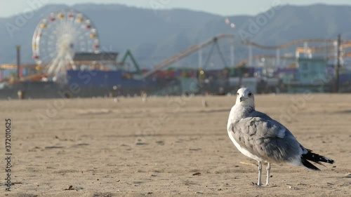 Sea gulls on sunny sandy california beach, classic ferris wheel in amusement park on pier in Santa Monica pacific ocean resort. Summertime iconic view, symbol of Los Angeles, CA USA. Travel concept.
