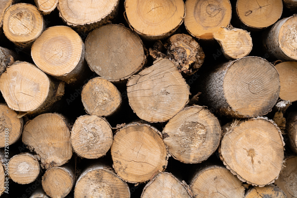 Trunks of trees. Logs of trees from the end. Trunks of trees. Logs of trees from the end.