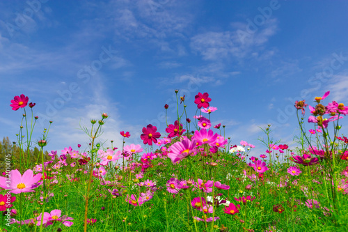 Pink cosmos flowers in the garden with blue sky  background © Meawstory15Studio